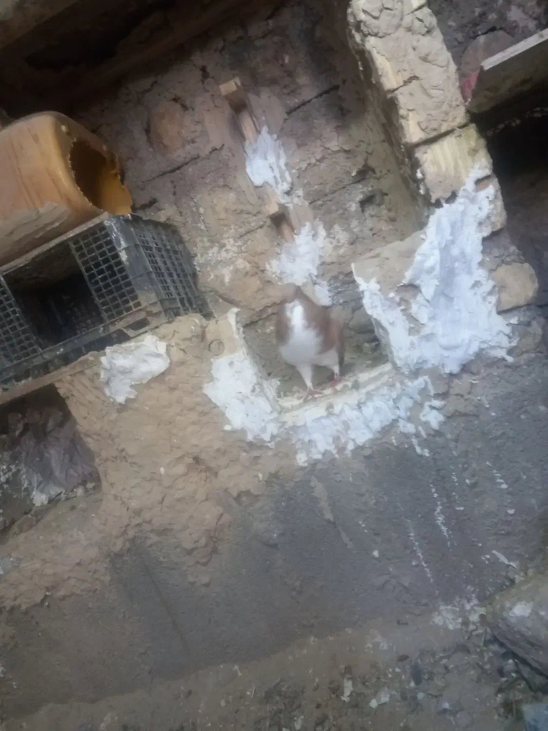 کبوتر|پرنده|نورآباد ممسنی, |دیوار