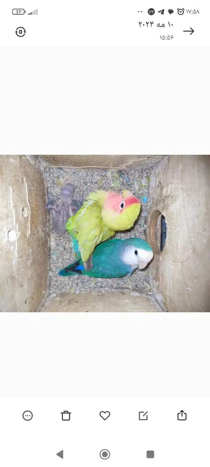 طوطی کوتوله|پرنده|شیروان (خراسان), |دیوار