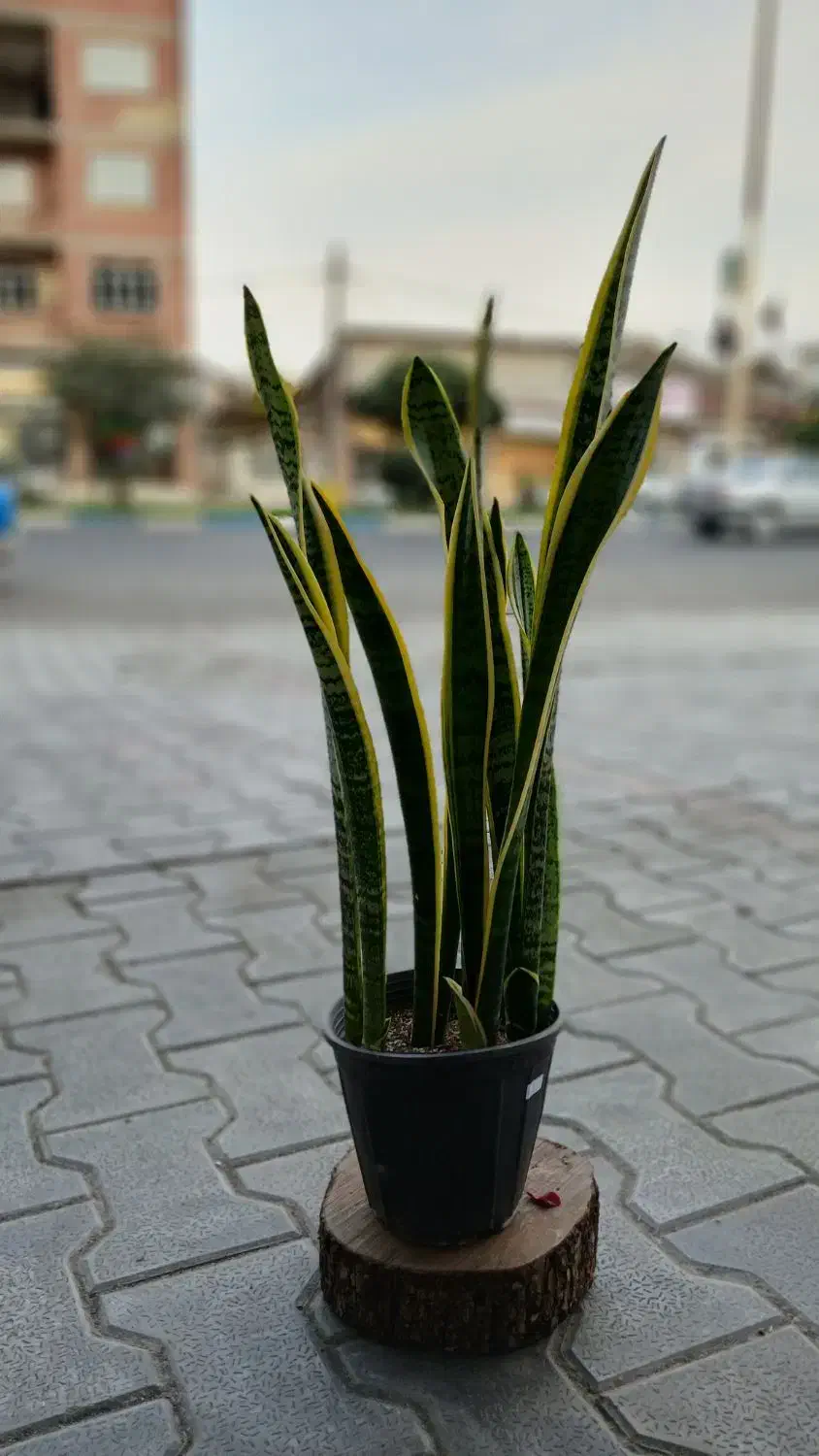 گلهای قطره باران|گل و گیاه طبیعی|لوندویل, |دیوار