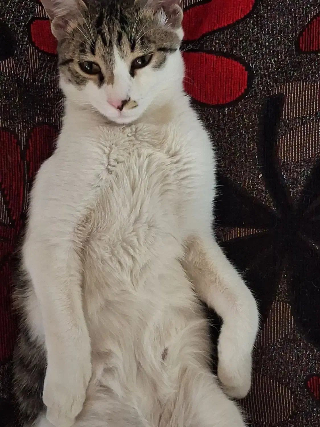 واگذاری رایگان گربه|گربه|قزوین, |دیوار