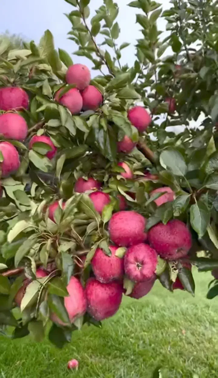 هرس ،احداث ومرتب سازی باغ ویلا|خدمات باغبانی و درختکاری|ارومیه, |دیوار