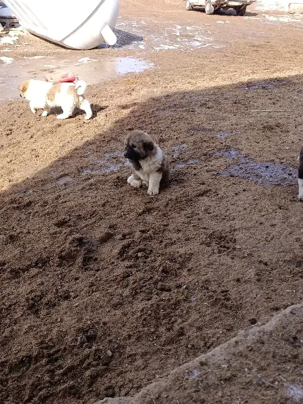 سگ و توله قهدریجونی اصفهانی|سگ|دهاقان, |دیوار