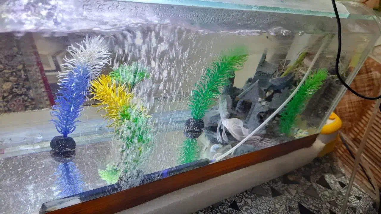 ماهی گوشت خوار معاوضه بامرغ خروس وعروس هلندی|ماهی|زارچ, |دیوار