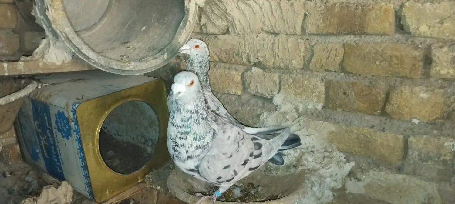 کبوترسروررودبر|پرنده|بستان آباد, |دیوار