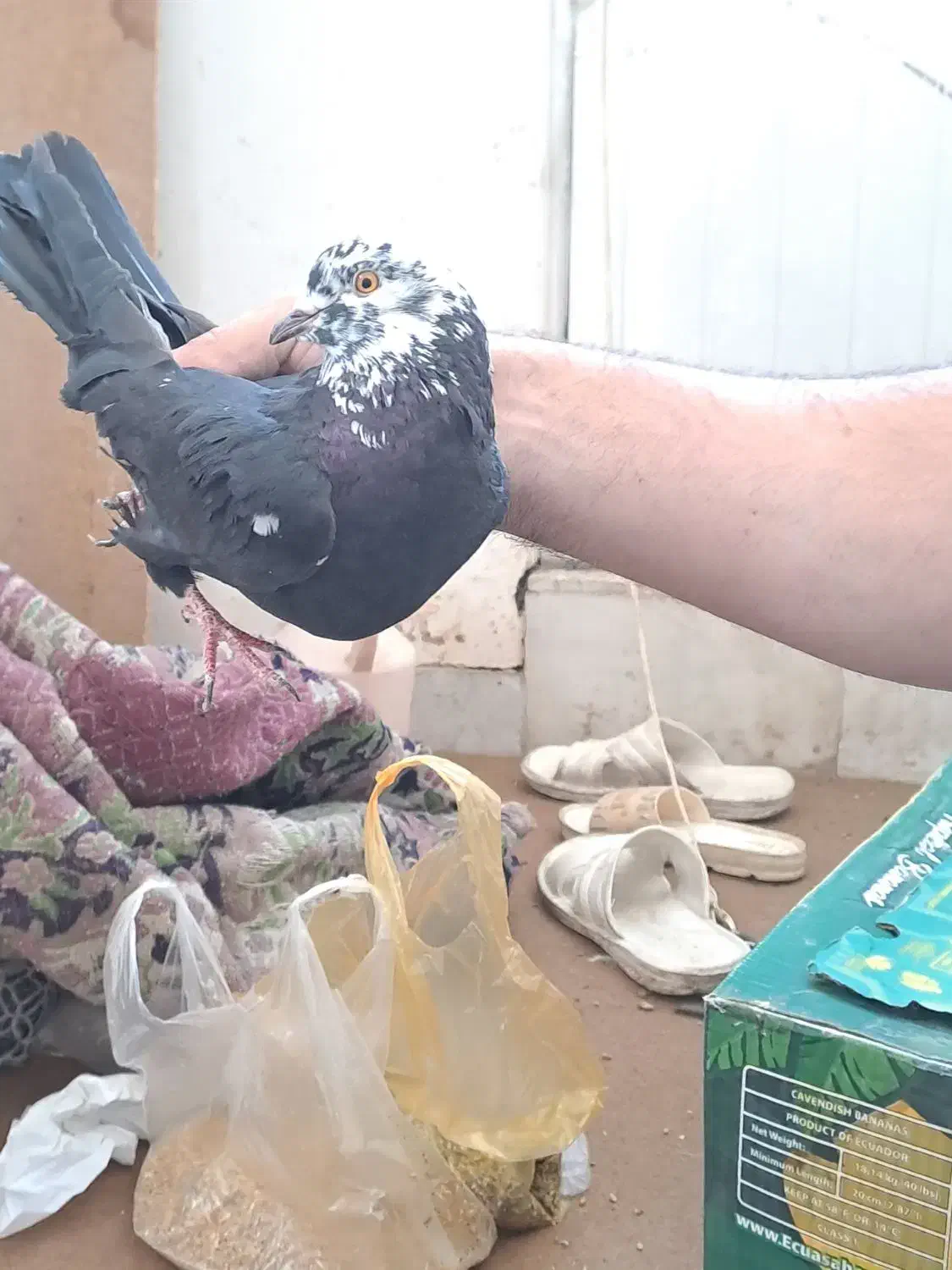 کبوتر طوقی|پرنده|اردبیل, |دیوار