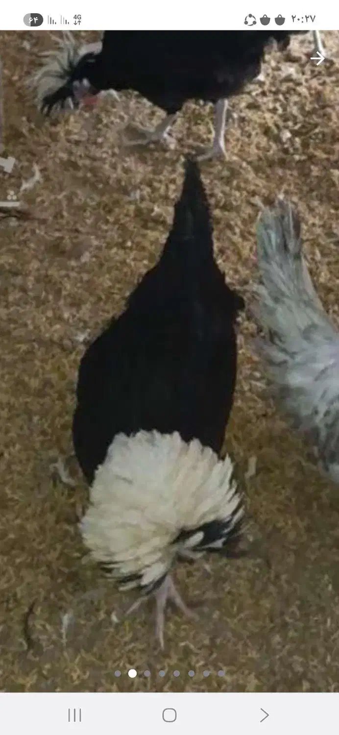 مرغ و خروس لهستانی|حیوانات مزرعه|آمل, |دیوار