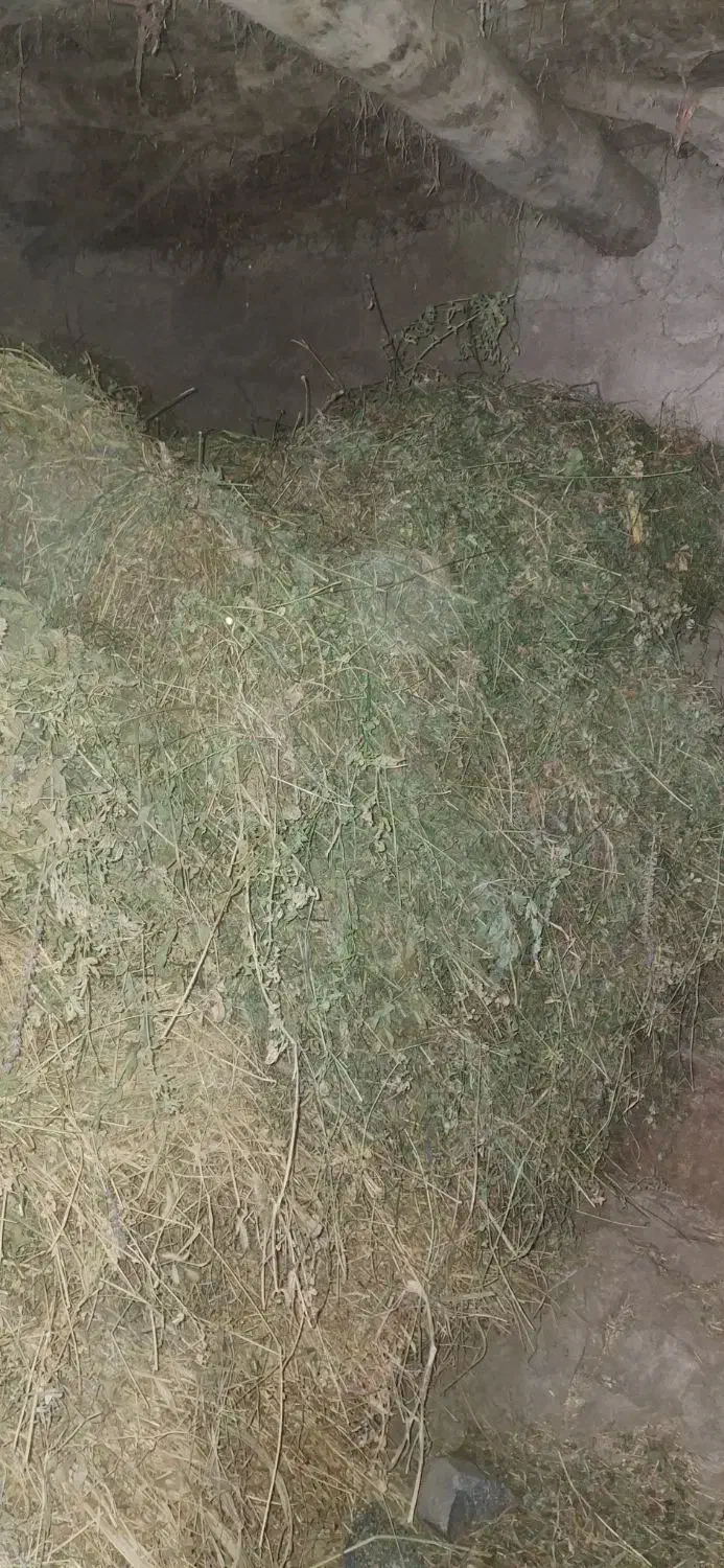 یونجه درجه یک|خدمات باغبانی و درختکاری|مشگین شهر, |دیوار