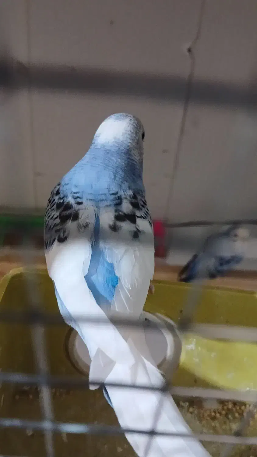 مرغ عشق تخم گذار|پرنده|سراب, |دیوار