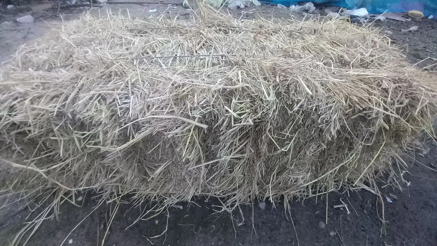 کاه و کلش|لوازم جانبی حیوانات|لشت نشا, |دیوار