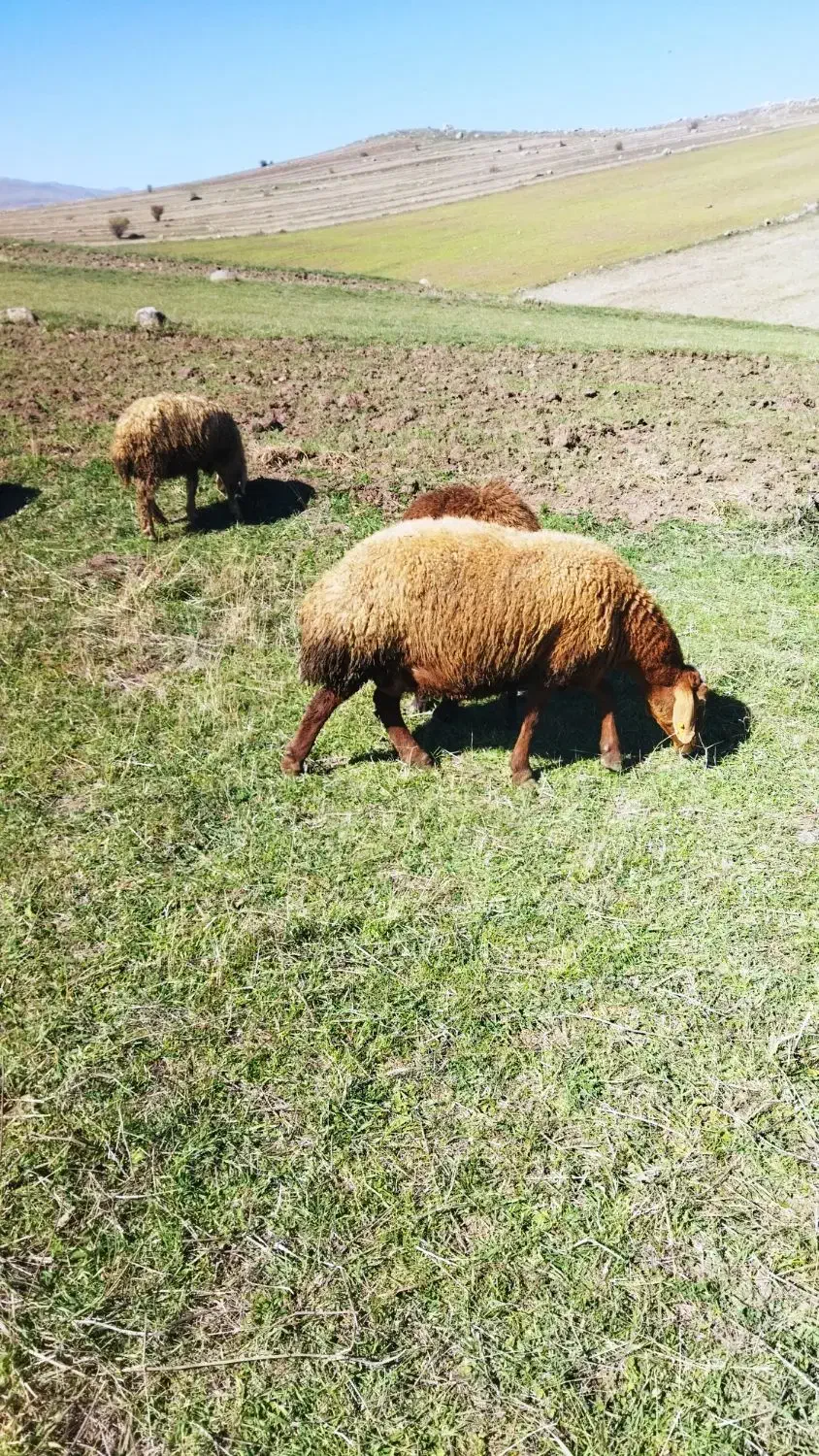 گوسفند|حیوانات مزرعه|اردبیل, |دیوار