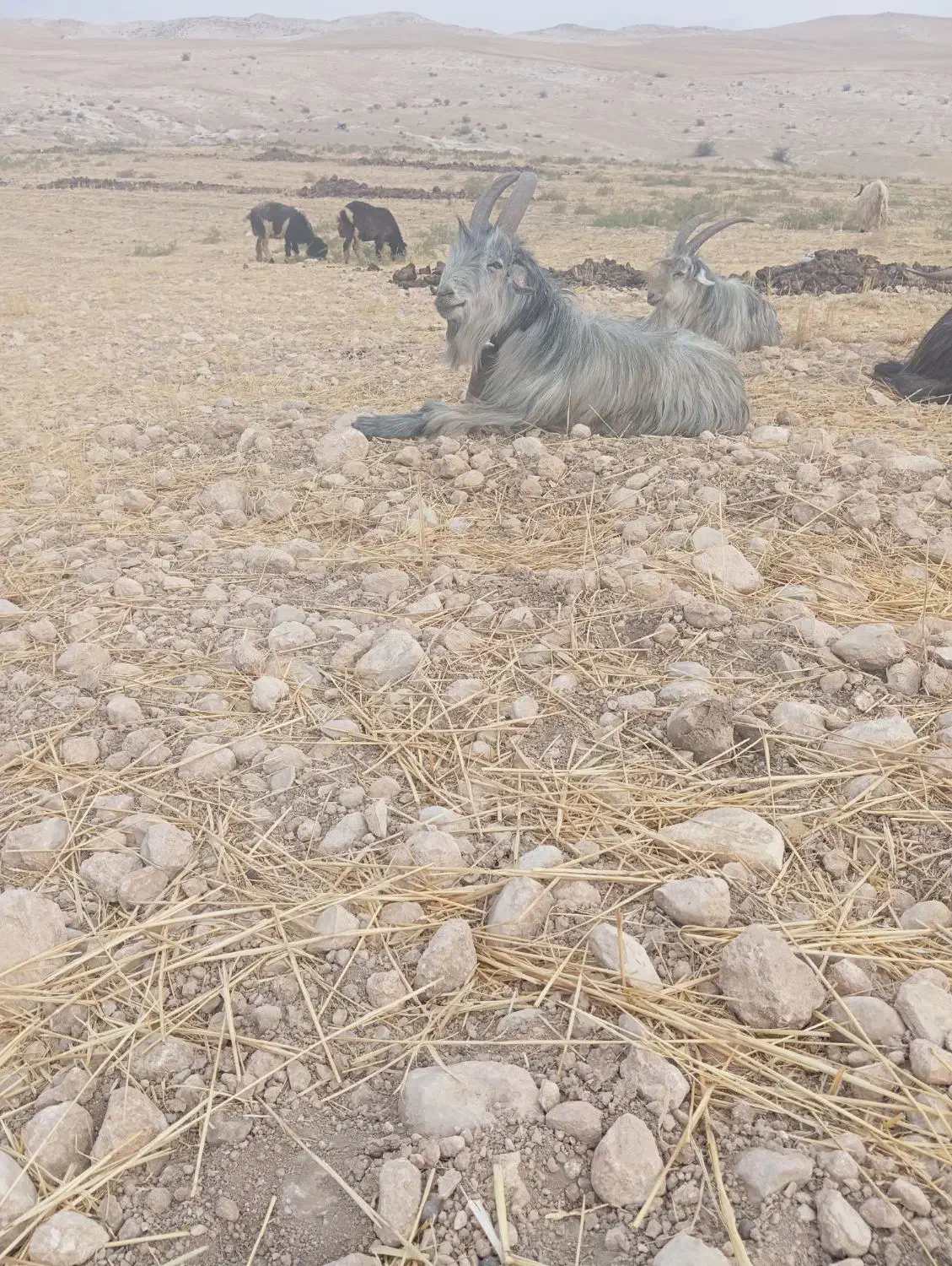 دوبور|حیوانات مزرعه|ایذه, |دیوار