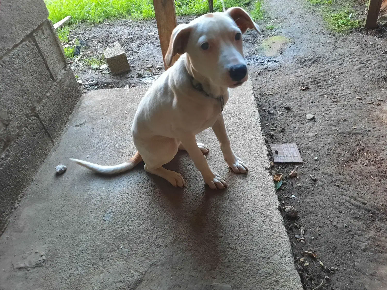 توله سگ|سگ|رودسر, |دیوار