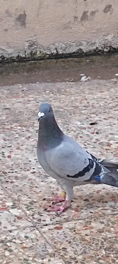کبوتر پلاکی|پرنده|بندر گناوه, |دیوار