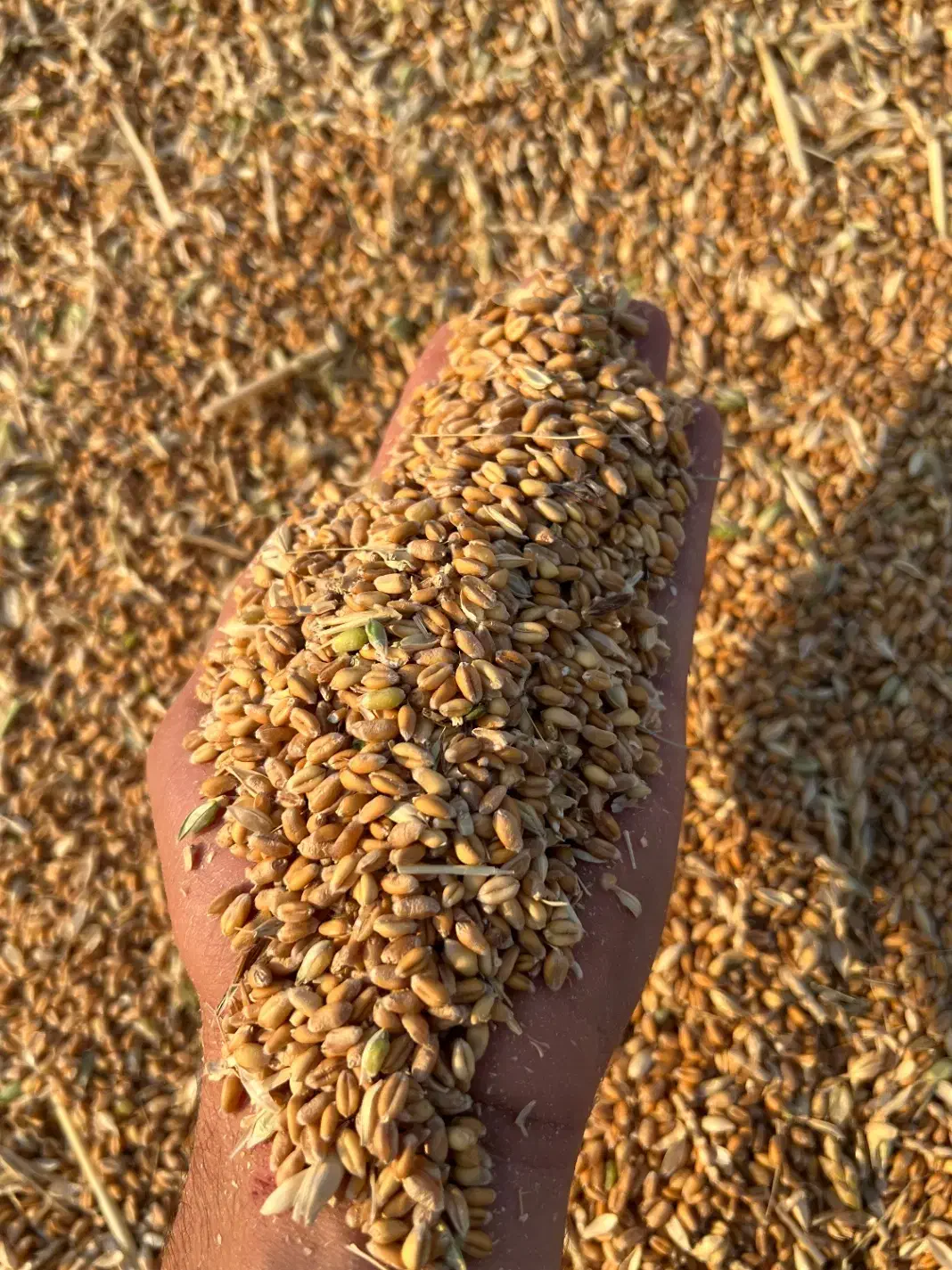 گندم بذری تناژ بالا|عمدهفروشی|مرودشت, تامین اجتماعی|دیوار