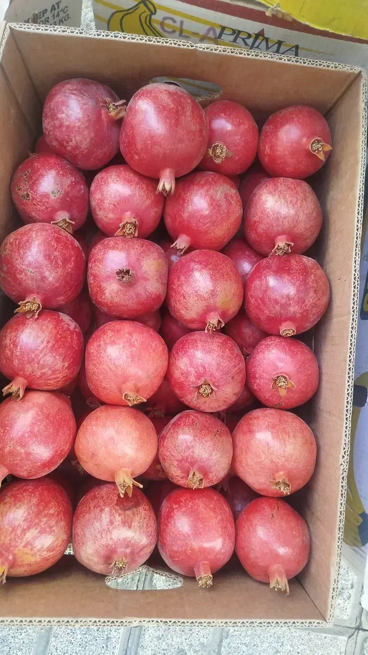 انار انار|خوردنی و آشامیدنی|مشهد, آزادشهر|دیوار