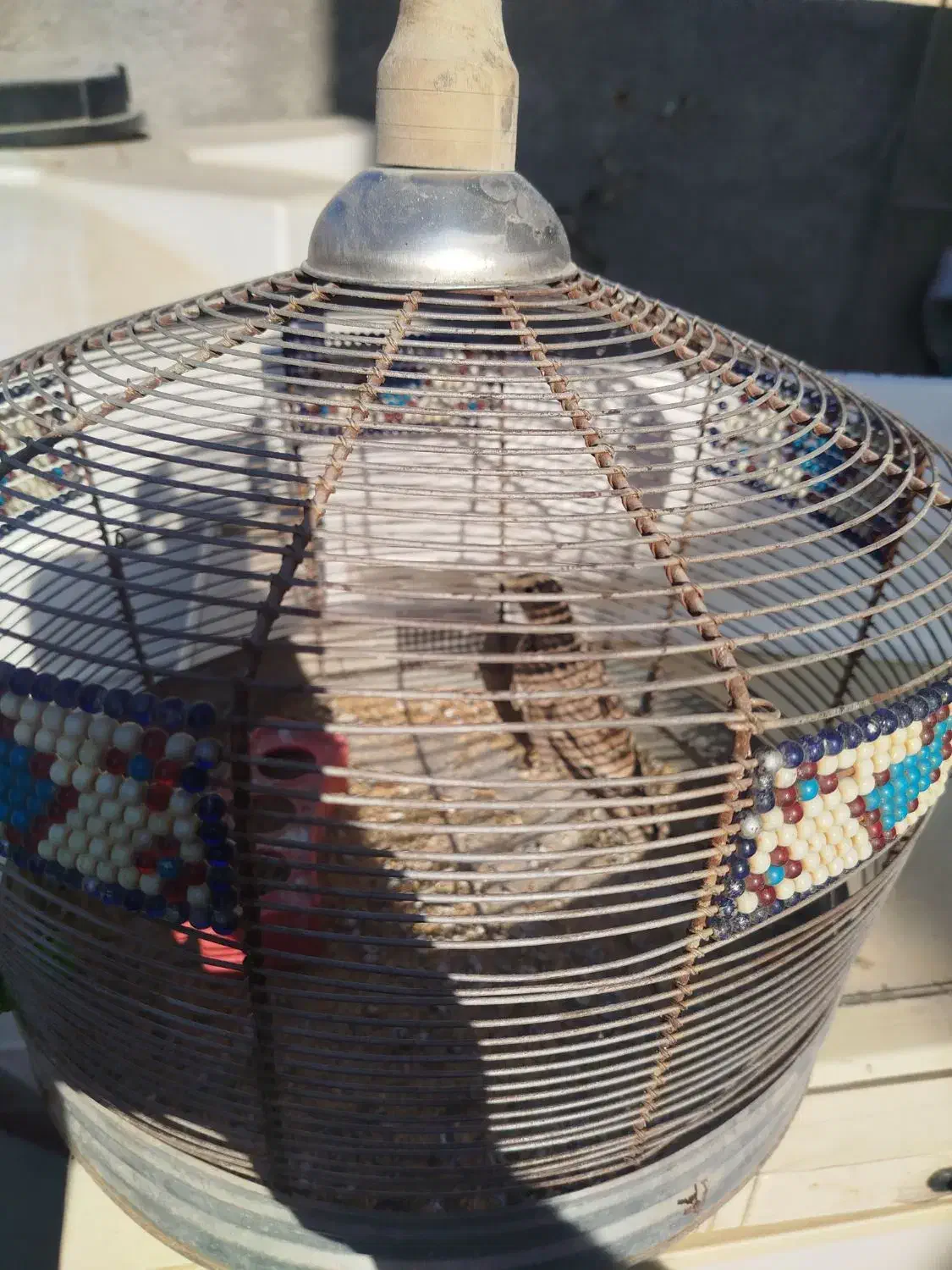 سهره خاکی|پرنده|شیراز, سلطان آباد|دیوار