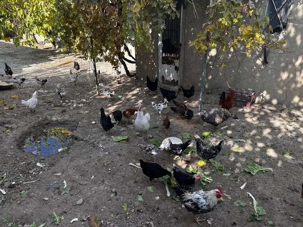 مرغ و خروس و بوقلمون محلی|حیوانات مزرعه|کرمانشاه, |دیوار