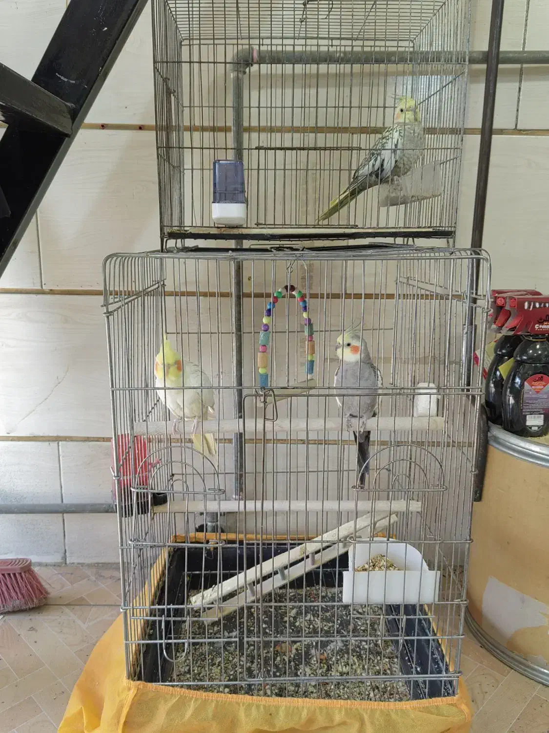 (عروس هلندی) (فنچ)|پرنده|قزوین, |دیوار