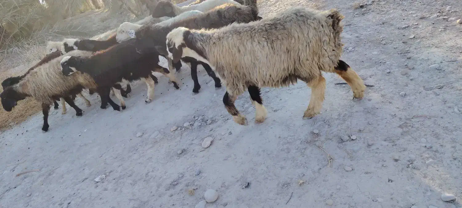 میش آبستن داشتی|حیوانات مزرعه|جره و بالاده, |دیوار