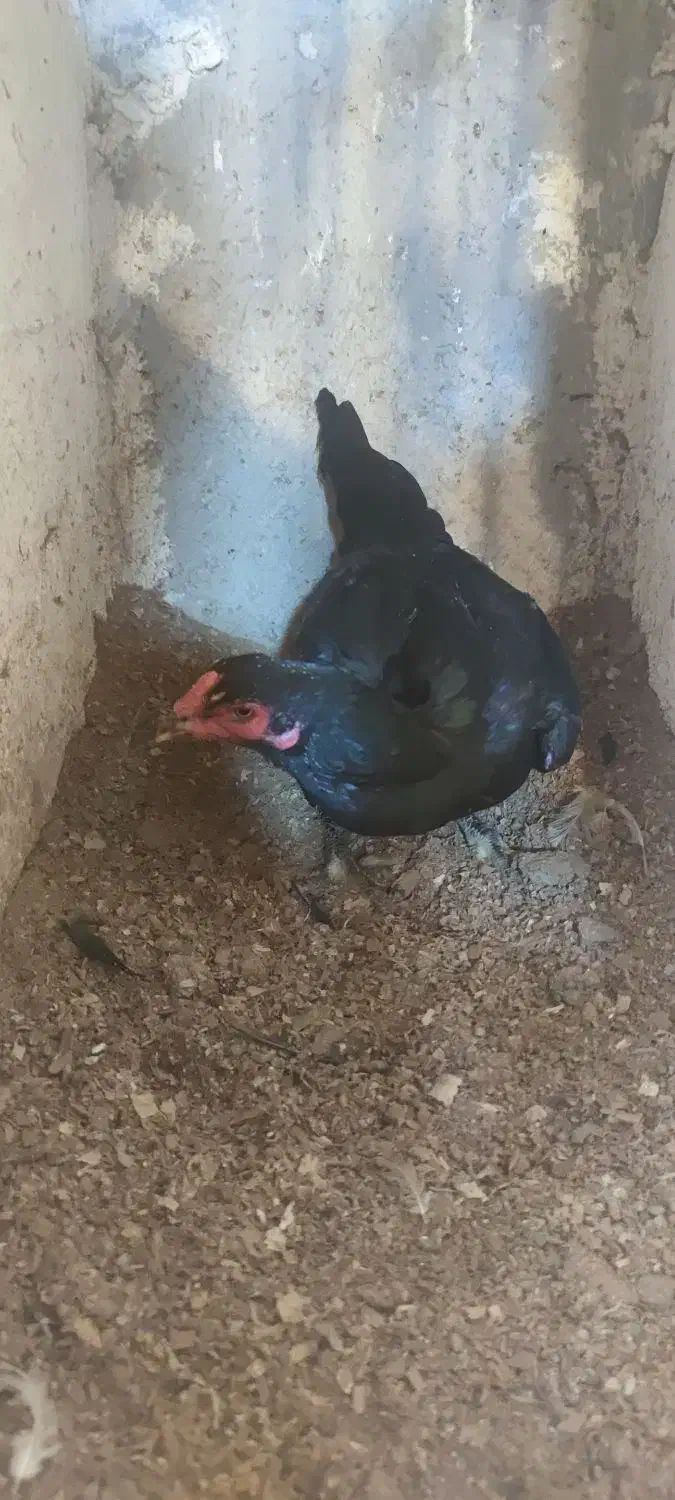 لاری|حیوانات مزرعه|هشتگرد, تهران دشت|دیوار