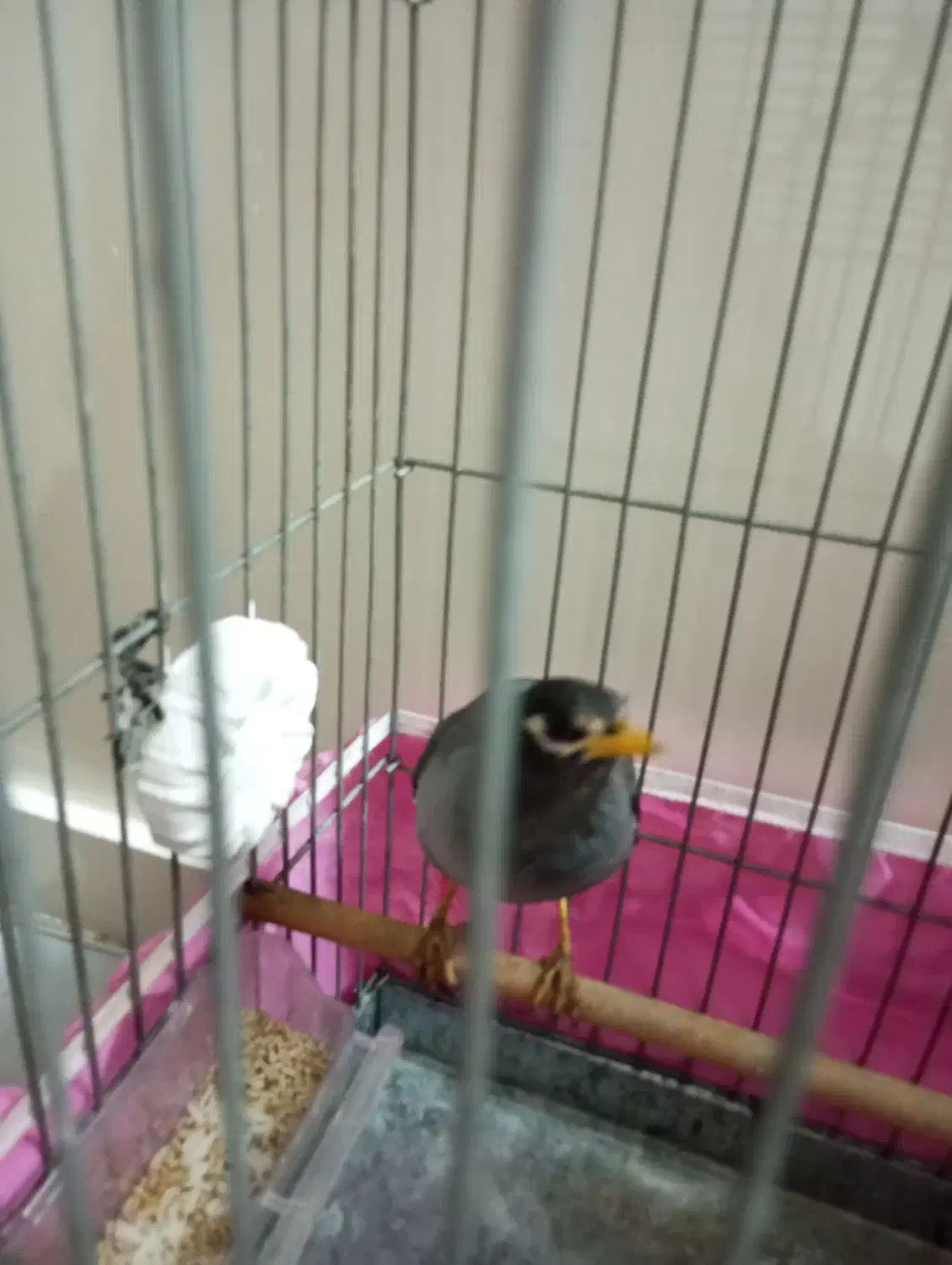 مرغ مینا|پرنده|تهران, جوادیه|دیوار