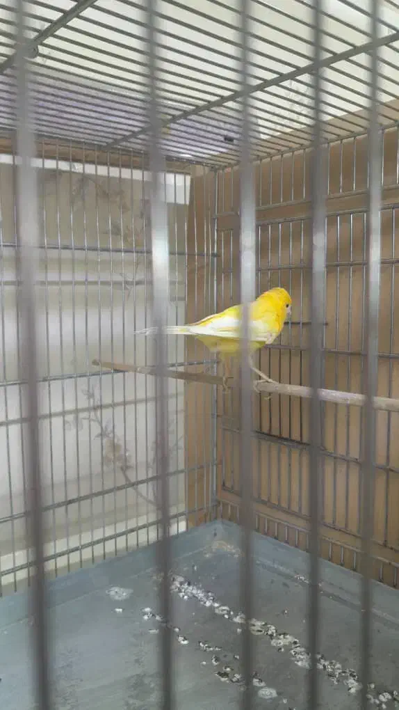 قناری نر قرص بخون|پرنده|اسلامشهر, شهرک مهدیه|دیوار