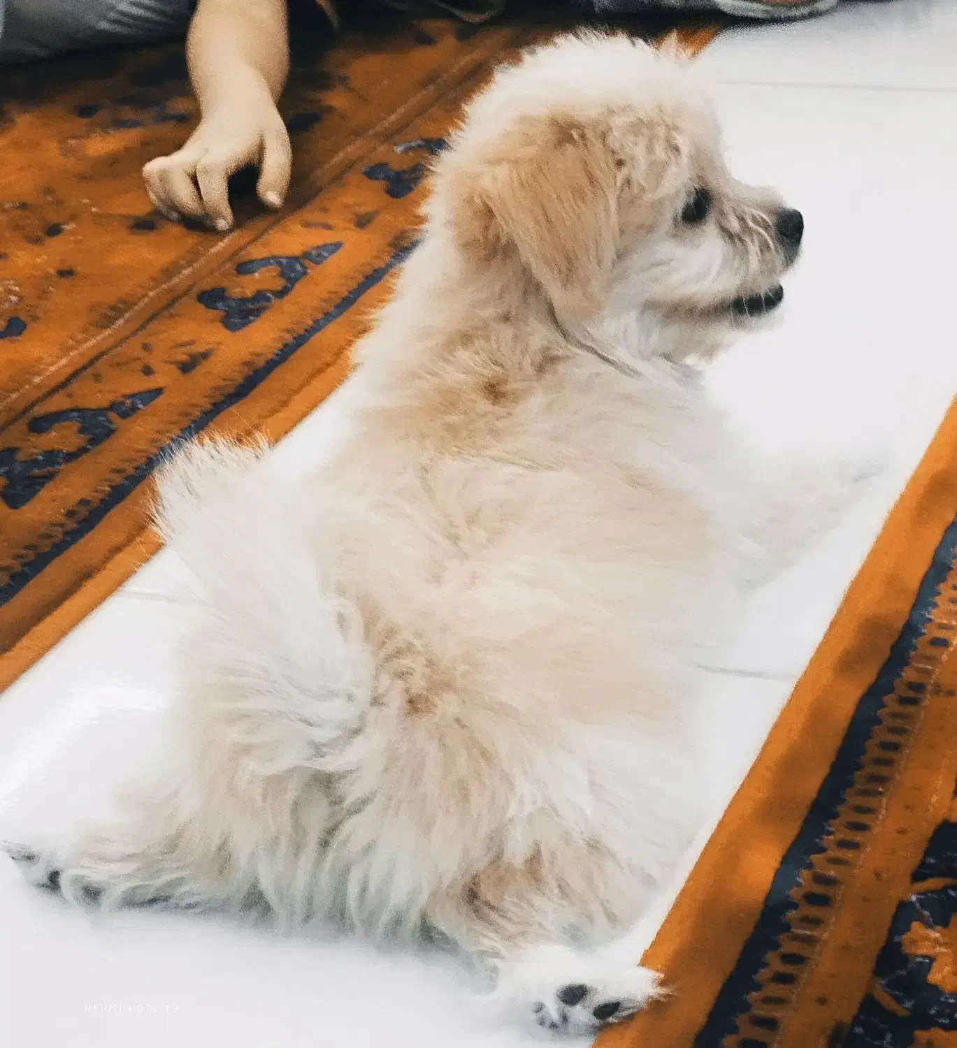 شیتزو پودل|سگ|قم, نخودی|دیوار