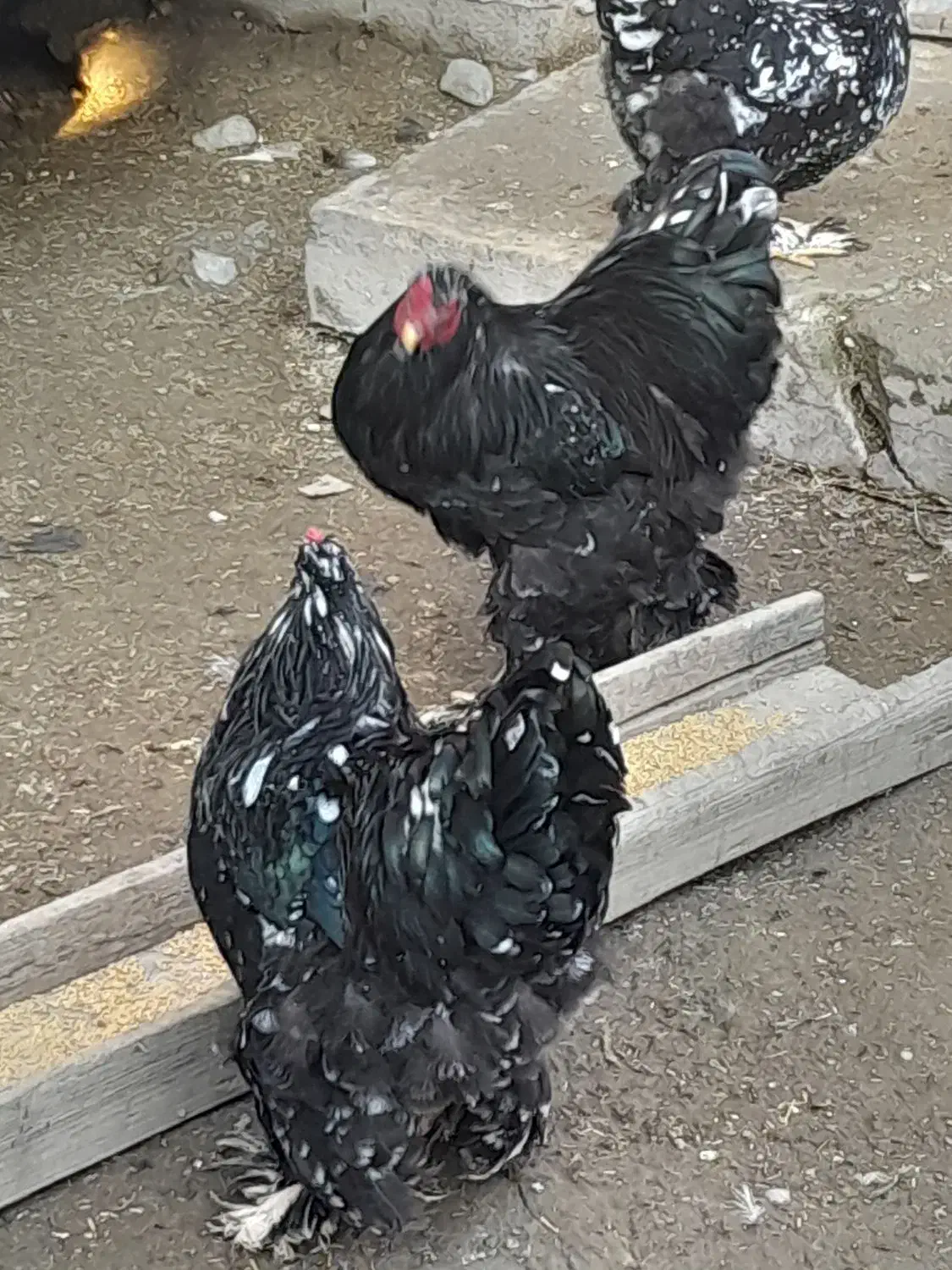 بازم فروش ۲تاخروس برهما متلد جوان ۷ ماهه|حیوانات مزرعه|گمیشان, |دیوار