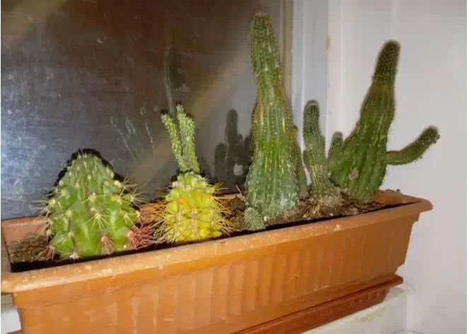 گل مصنوعی فروش یا معاوضه|گل مصنوعی|یزد, |دیوار