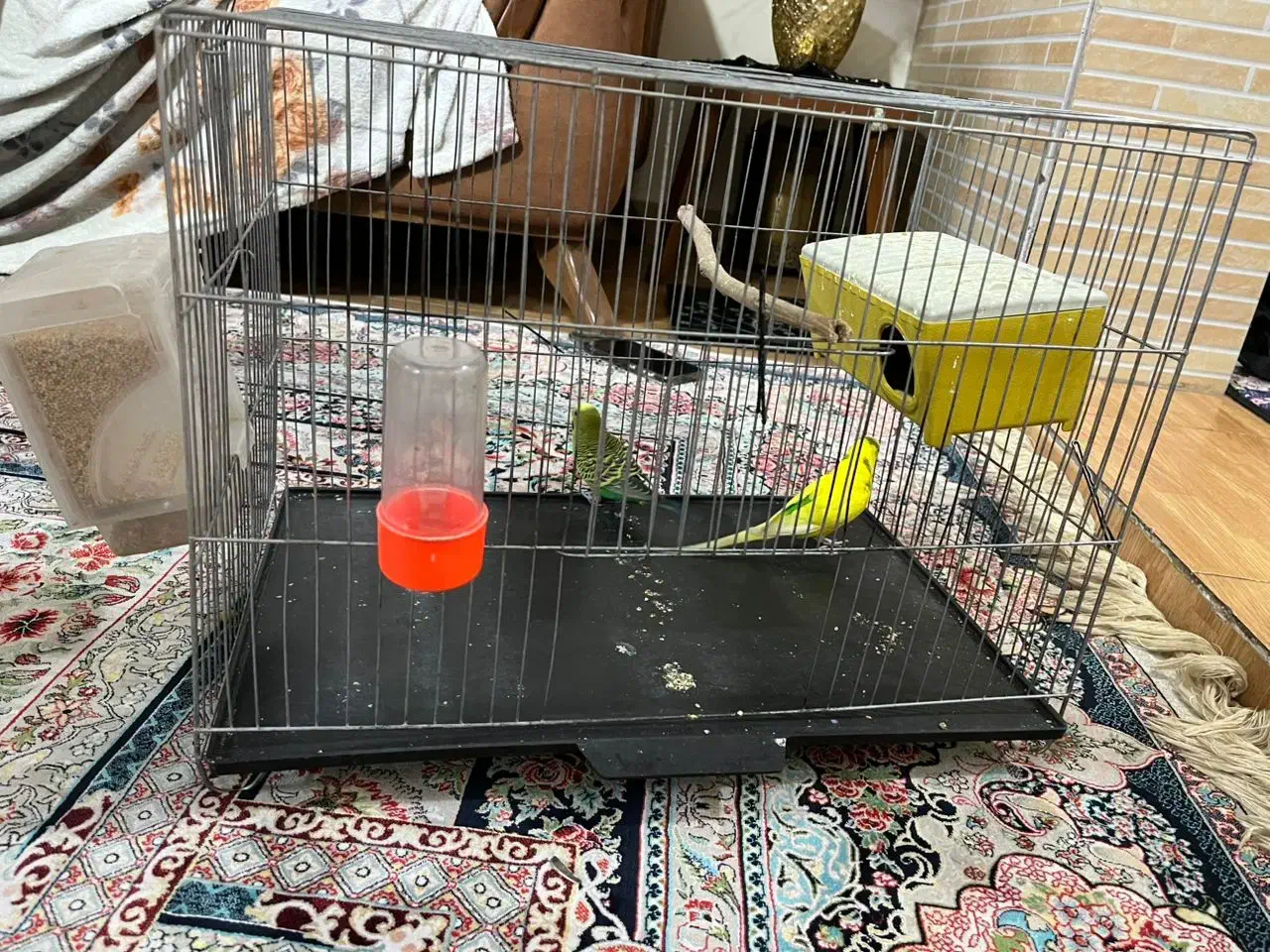 مرغ عشق|پرنده|تهران, شادآباد|دیوار