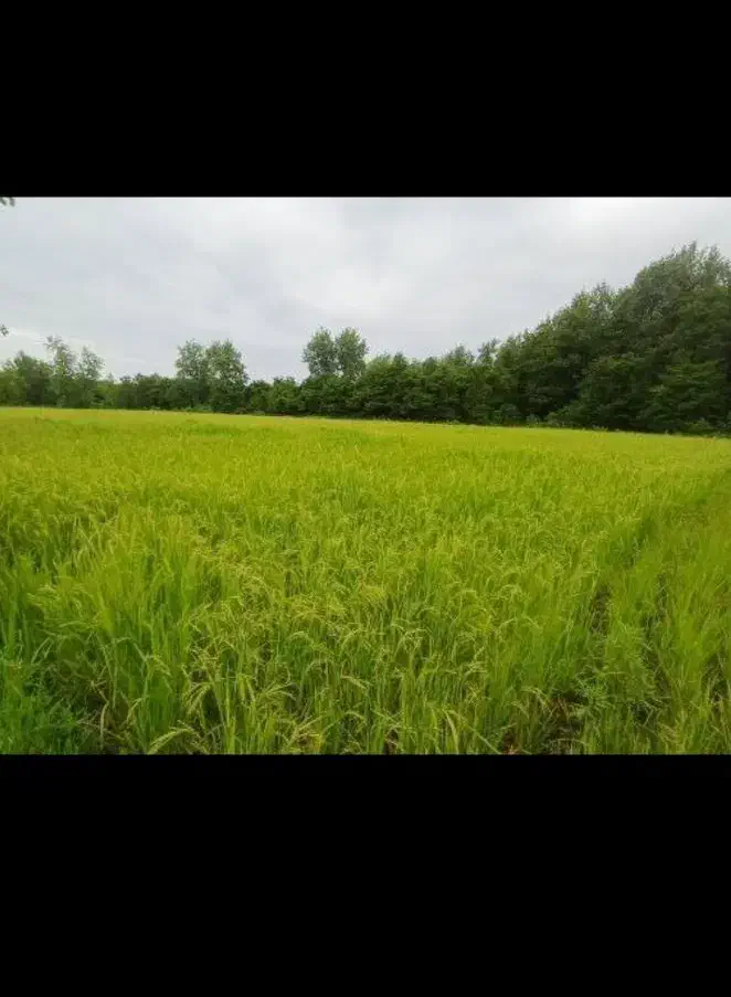 زمین مزروعی فروش فروی|فروش زمین و ملک کلنگی|اسالم, |دیوار