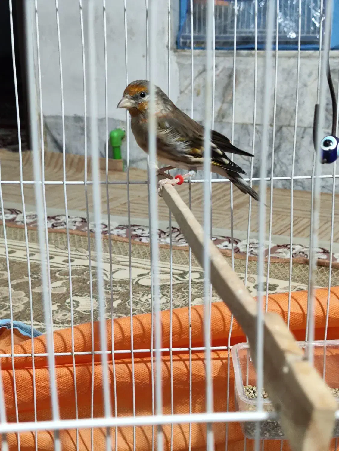 سهره قناری و قناری وفنچ و شاتو|پرنده|میرجاوه, |دیوار