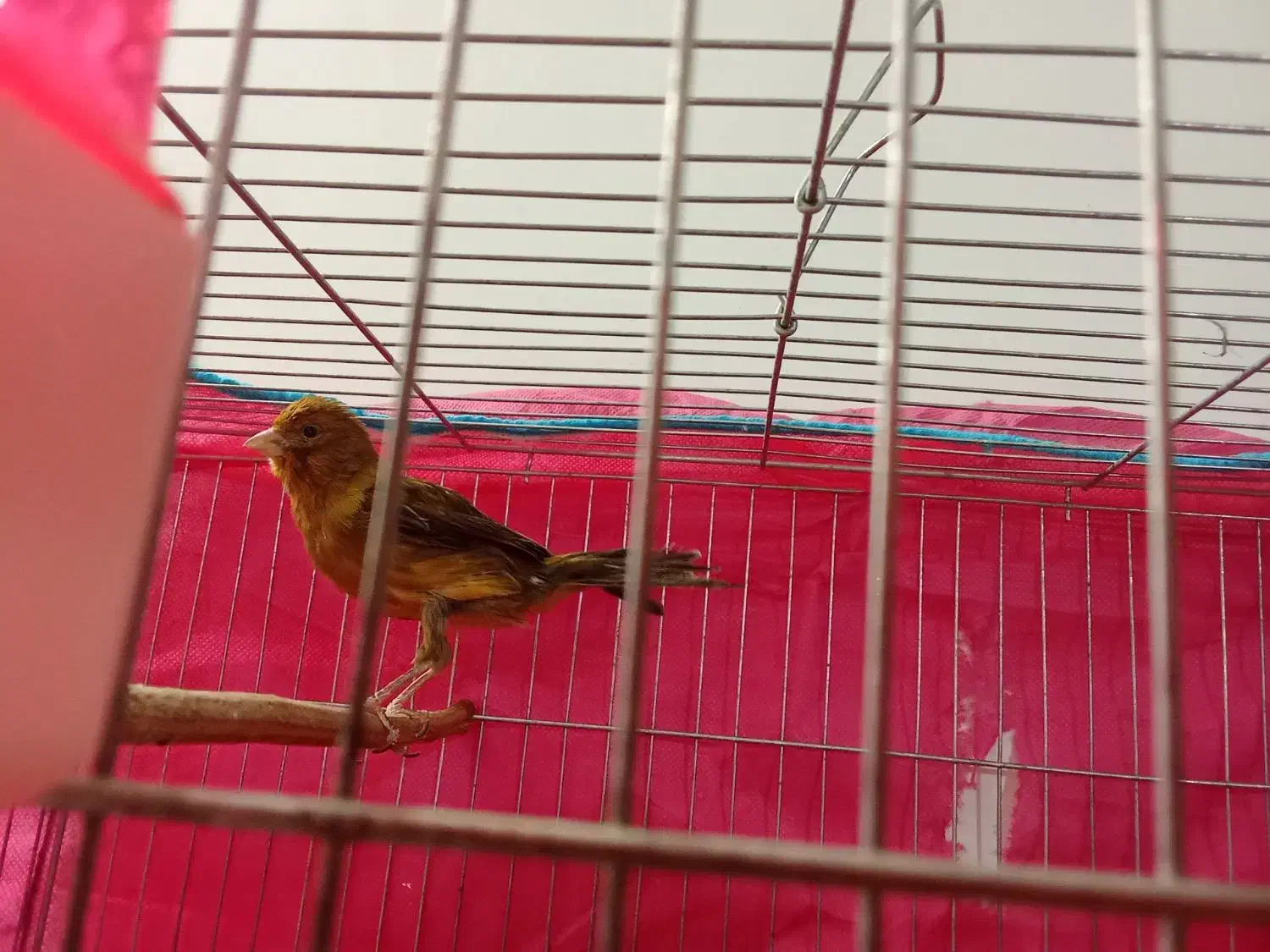 قناری نر وماده|پرنده|ماهان, |دیوار