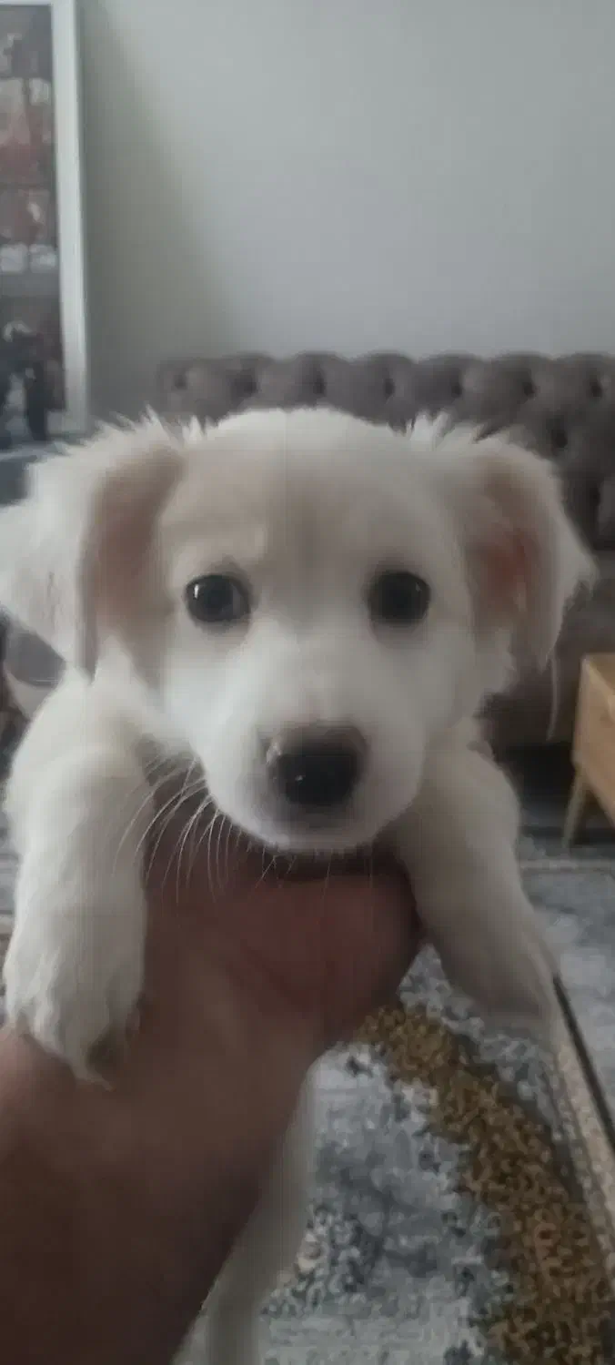 توله سگ پامر روباهی و اشپیتز ۳ماه نر|سگ|رشت, شهریاران|دیوار