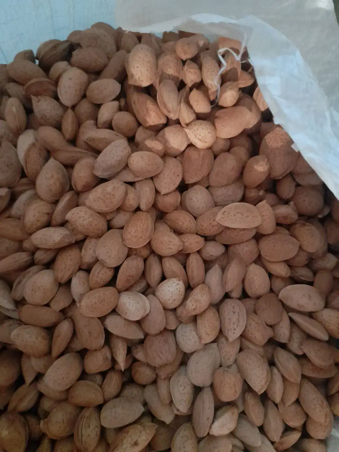 بادام|خوردنی و آشامیدنی|شیراز, اکبر آباد|دیوار