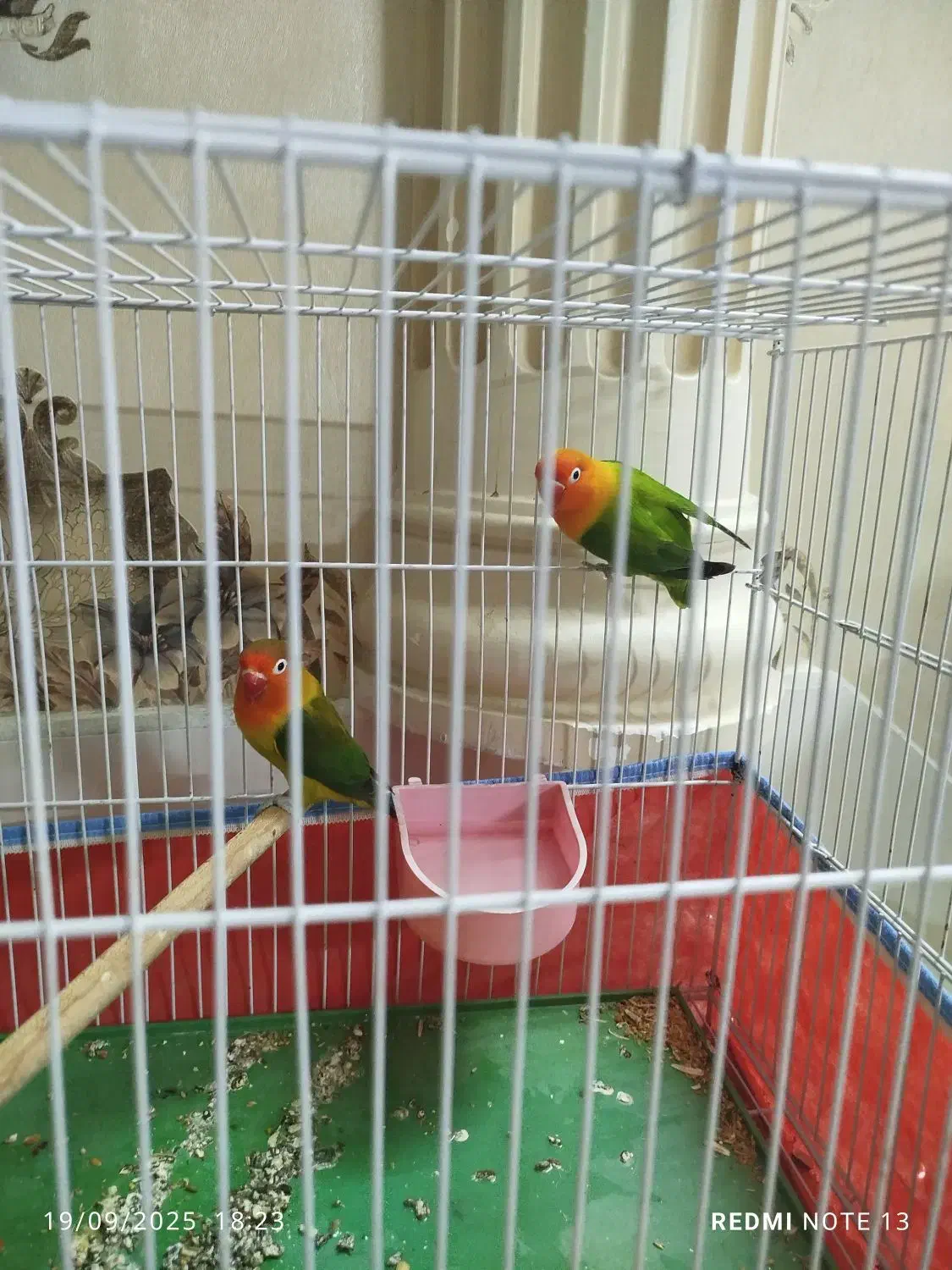 طوطی برزیلی مولد|پرنده|کازرون, |دیوار