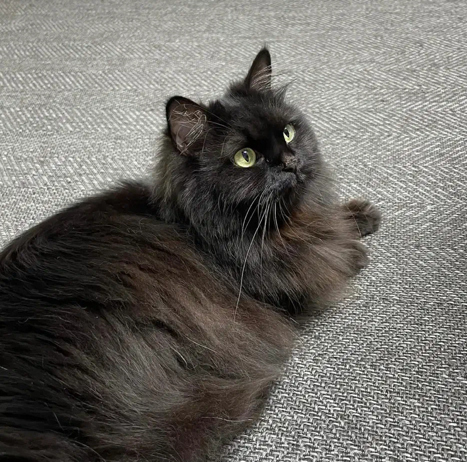 فروش گربه مینکون میکس پرشین|گربه|کرمان, |دیوار