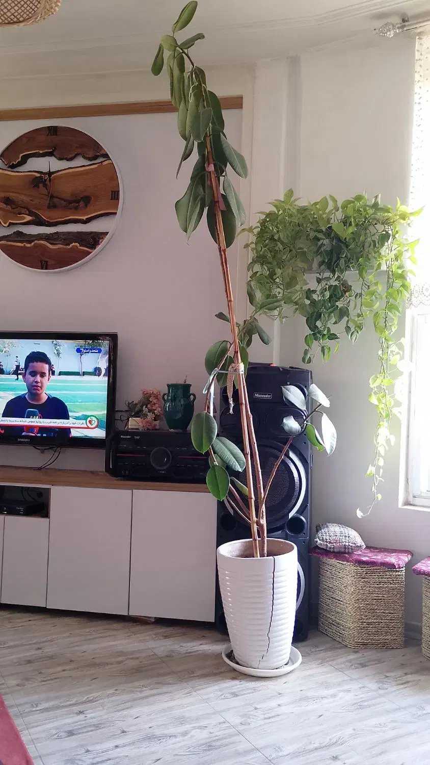 گل فیکوس|گل و گیاه طبیعی|باقرشهر, |دیوار