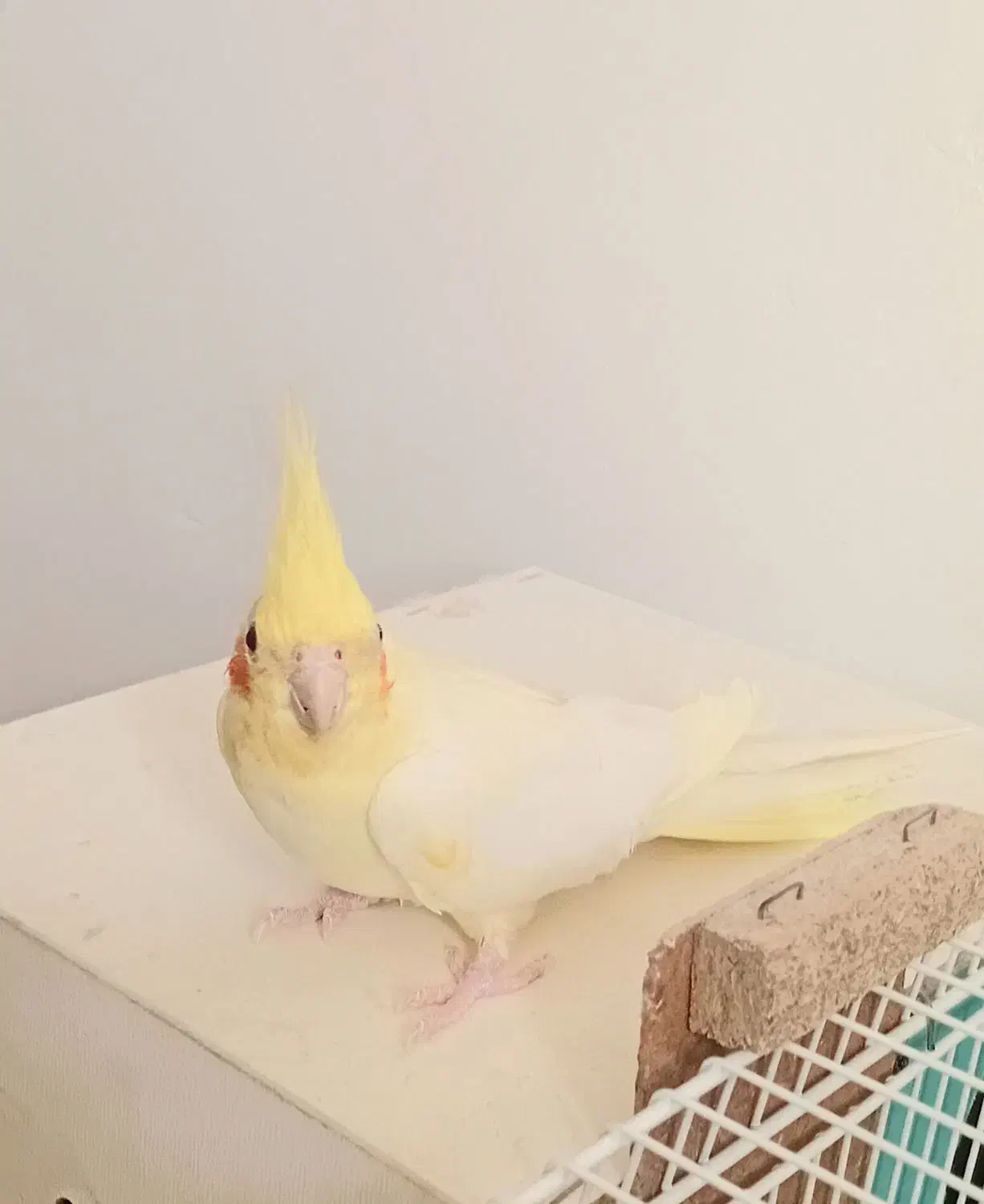 عروس هلندی ماده|پرنده|قائن, |دیوار