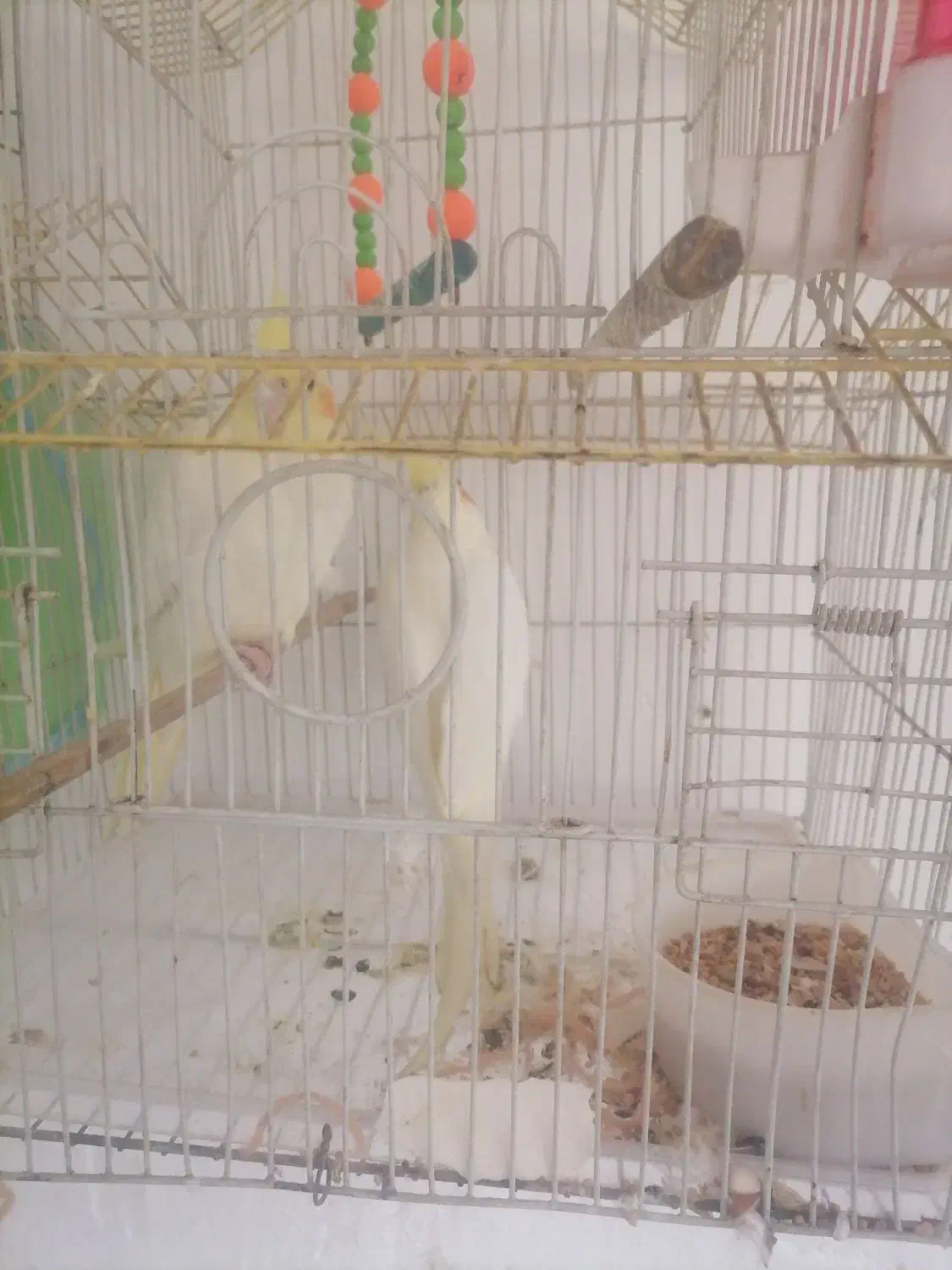 عروس هلندی|پرنده|سرپل ذهاب, |دیوار