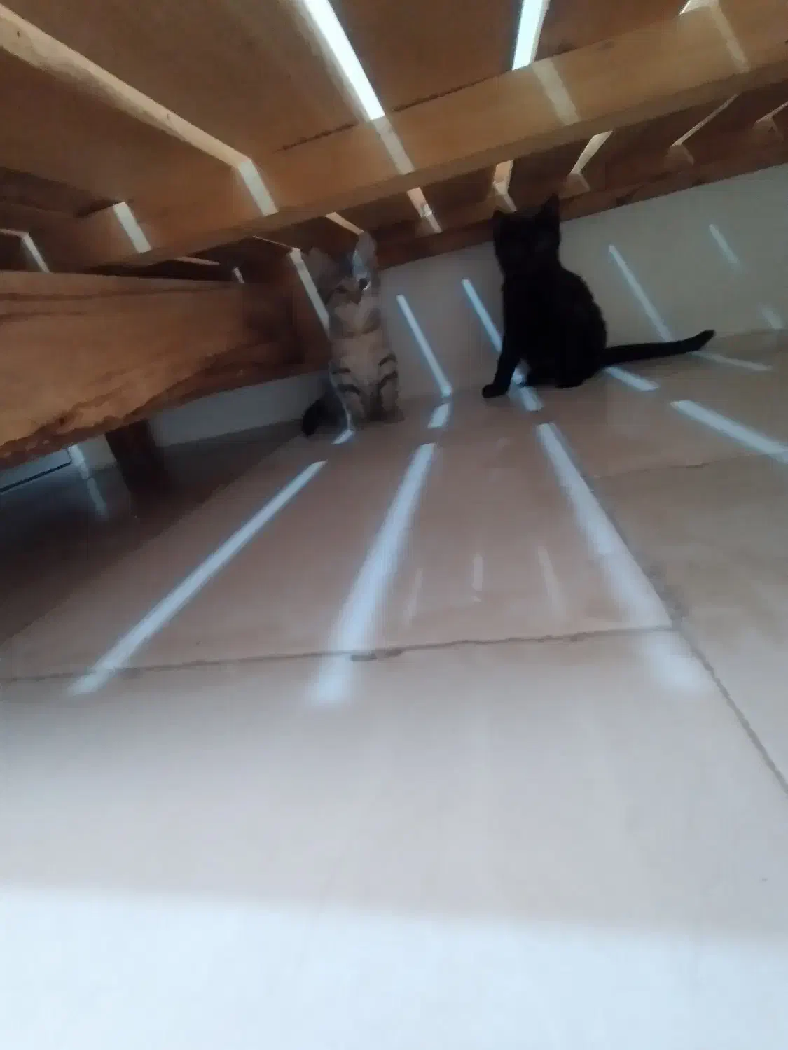 واگذاری بچه گربه|گربه|پرند, فاز ۵|دیوار