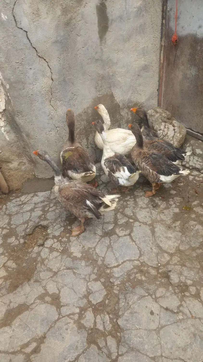 غاز|حیوانات مزرعه|دهگلان, |دیوار