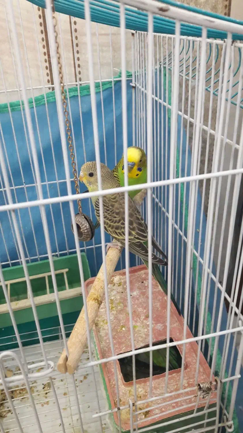 یک جفت مرغ عشق با تخم  قفس|پرنده|الیگودرز, |دیوار