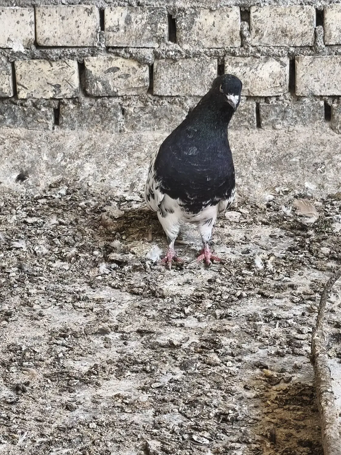 نر کله سیاه|پرنده|بهبهان, |دیوار