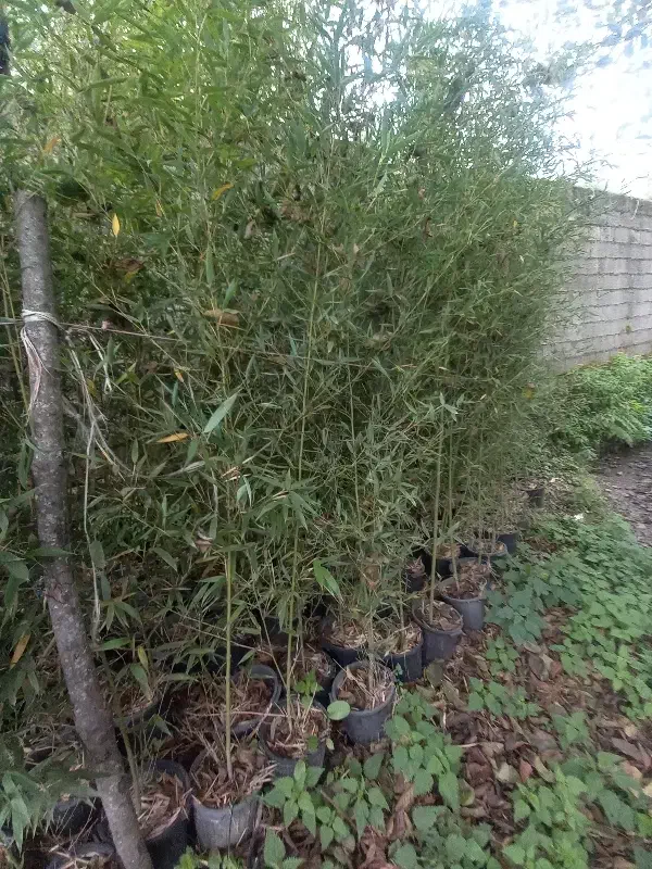 خیزران|گل و گیاه طبیعی|واجارگاه, |دیوار