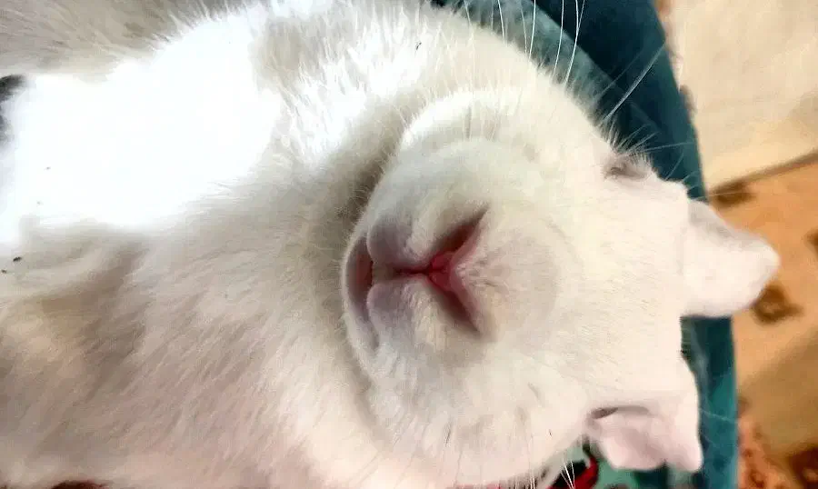 فوری خرگوش نَر گمشده|حیوانات|مشهد, حسینآباد|دیوار