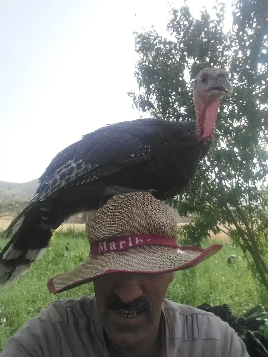 فروش بوقلمون ارگانیک|حیوانات مزرعه|کامیاران, |دیوار