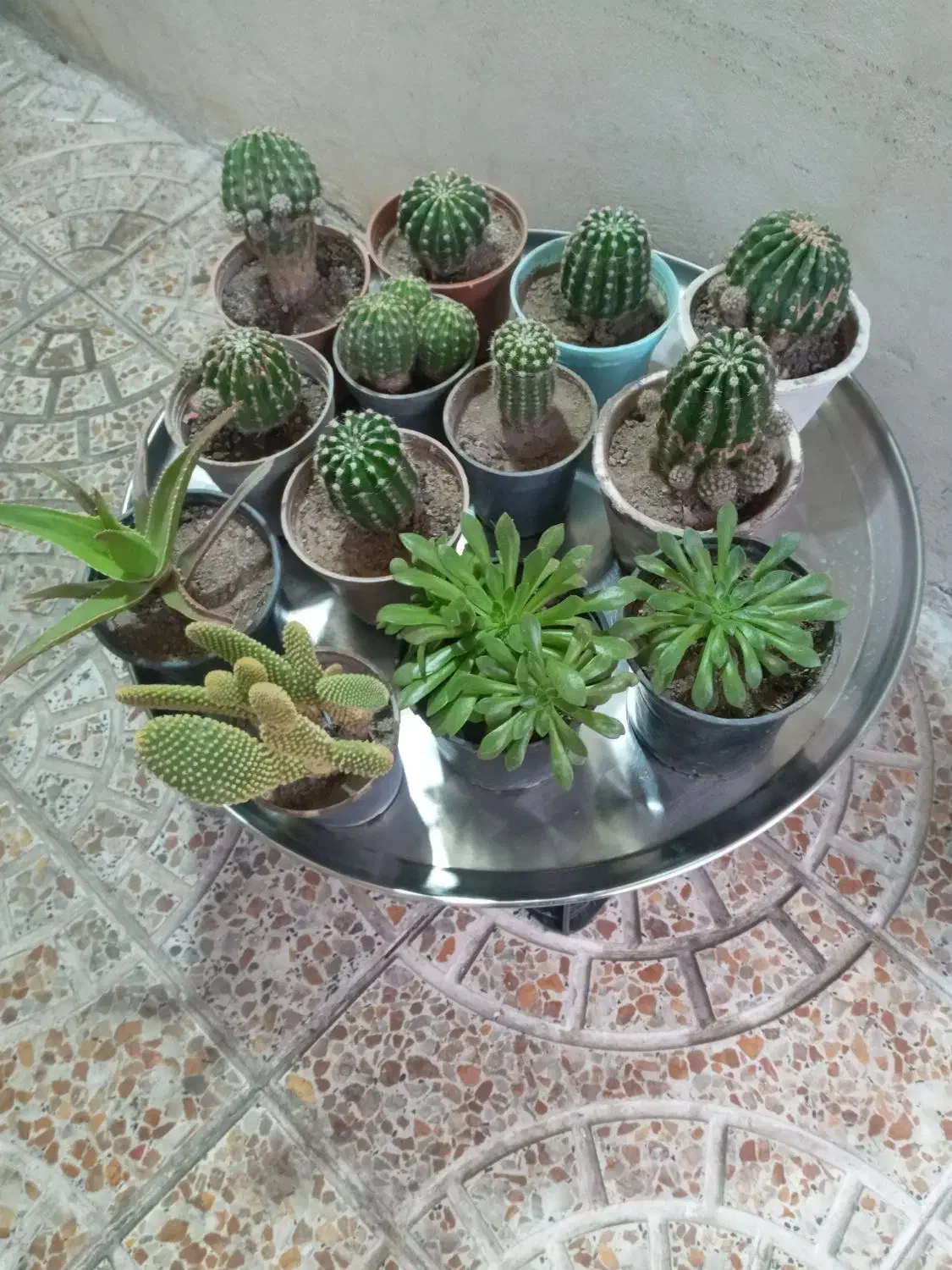 گل های آپارتمانی و کاکتوس|گل و گیاه طبیعی|مشگین شهر, |دیوار