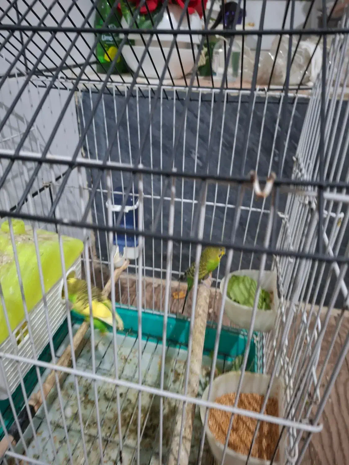 مرغ عشق با قفس|پرنده|شوش, |دیوار