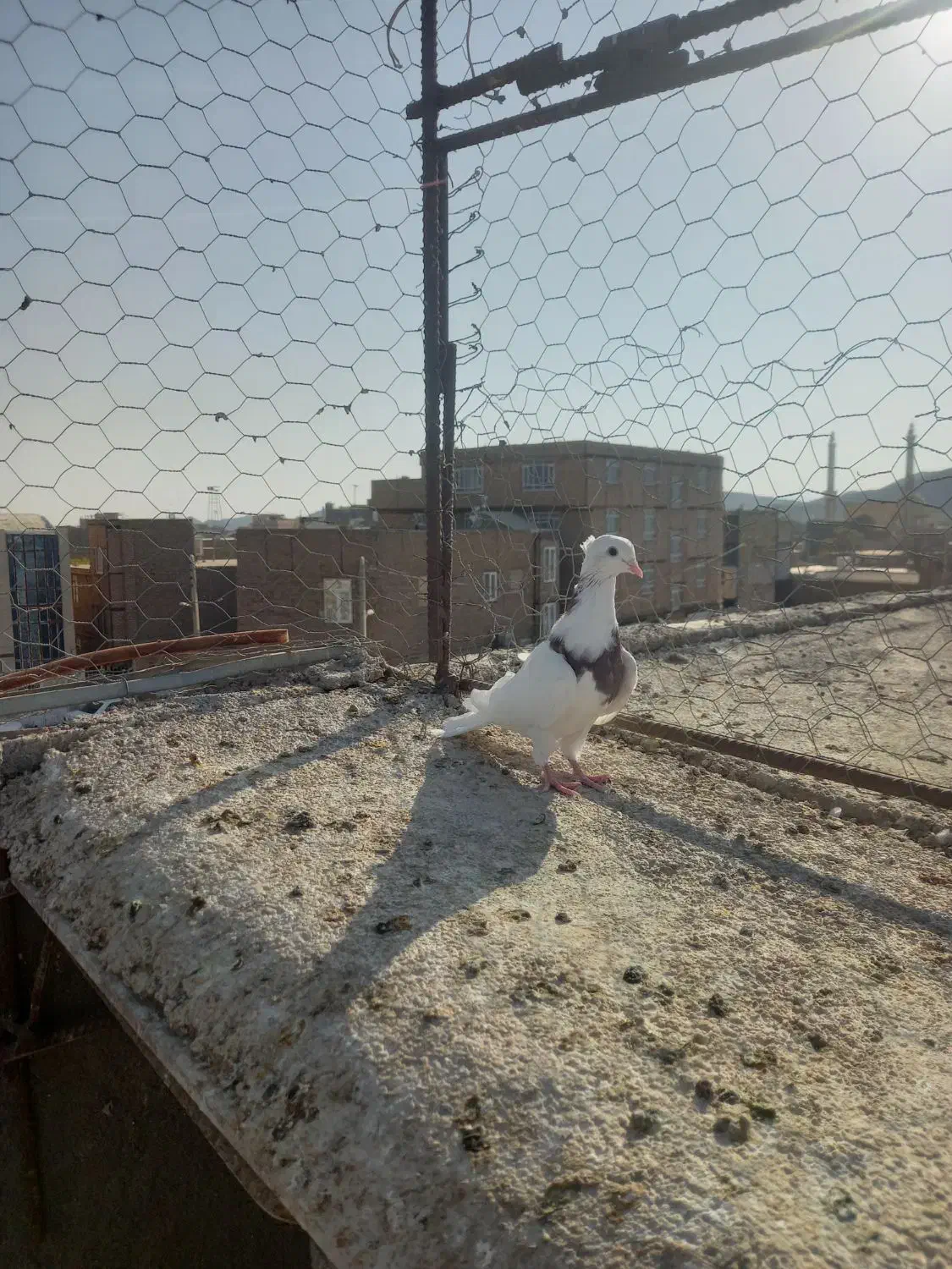 طوقی جوان|پرنده|خواف, |دیوار